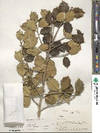 Ilex opaca image