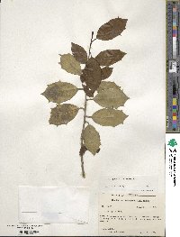 Ilex opaca image