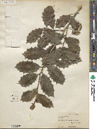 Ilex opaca image