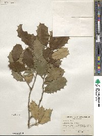 Ilex opaca image