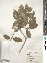 Ilex opaca image