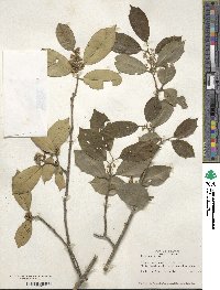 Ilex opaca image