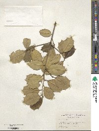 Ilex opaca image