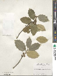 Ilex opaca image