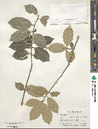 Ilex opaca image