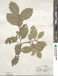 Ilex opaca image