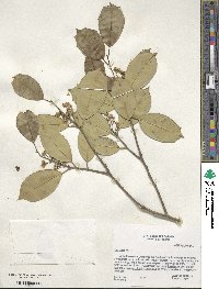 Ilex opaca image