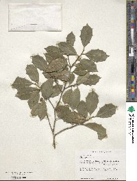 Ilex opaca image