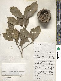 Ilex opaca image