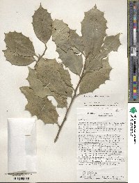 Ilex opaca image