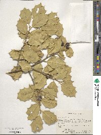 Ilex opaca image