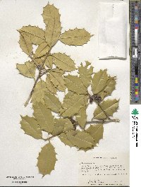 Ilex opaca image