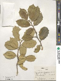 Ilex opaca image