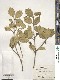 Ilex opaca image