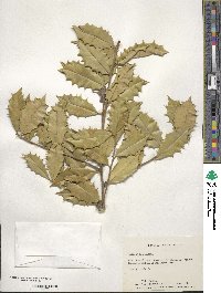 Ilex opaca image