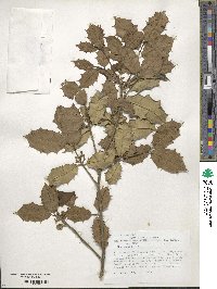 Ilex opaca image