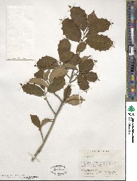 Ilex opaca image