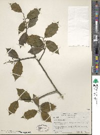 Ilex opaca image