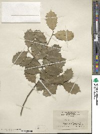 Ilex opaca image