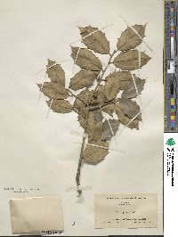 Ilex opaca image