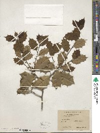 Ilex opaca image