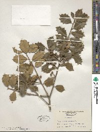 Ilex opaca image