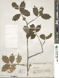 Ilex opaca image