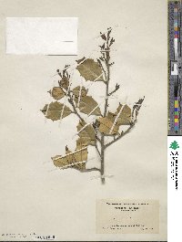 Ilex opaca image