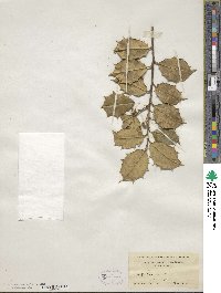 Ilex opaca image