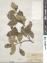 Ilex opaca image