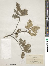 Ilex opaca image