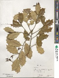 Ilex opaca image