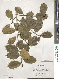 Ilex opaca image