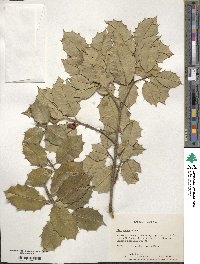 Ilex opaca image