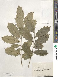 Ilex opaca image