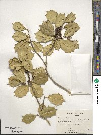 Ilex opaca image