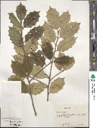 Ilex opaca image