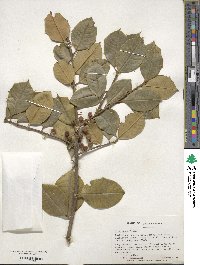 Ilex opaca image