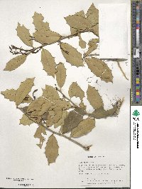 Ilex opaca image