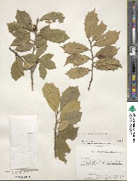 Ilex opaca image