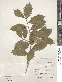 Ilex opaca image