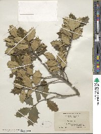 Ilex opaca image