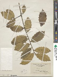 Ilex opaca image