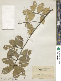 Ilex opaca image