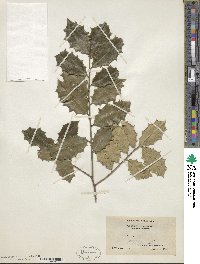 Ilex opaca image