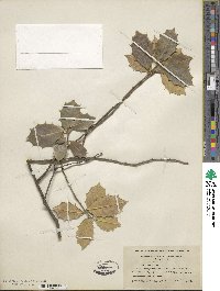 Ilex opaca image