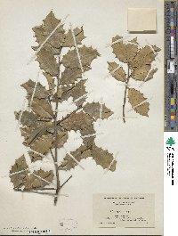 Ilex opaca image