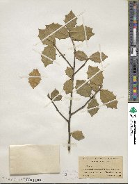 Ilex opaca image