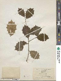 Ilex opaca image