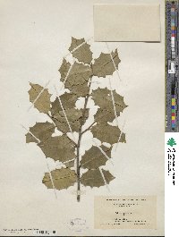 Ilex opaca image